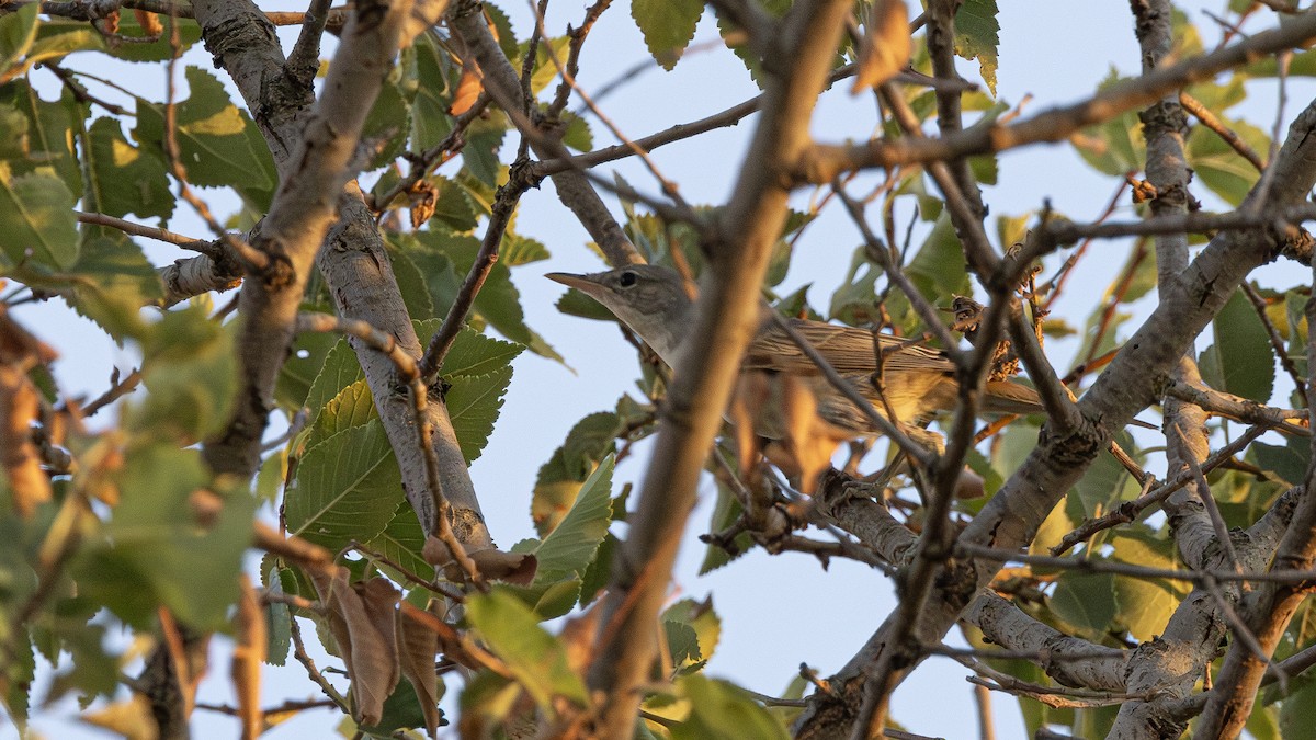 Olive-tree Warbler - ML639332130