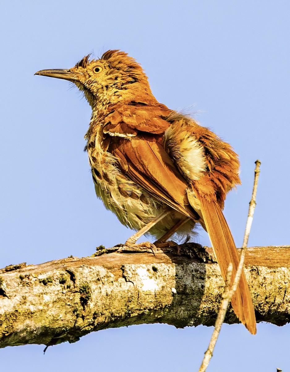 Brown Thrasher - ML639332157