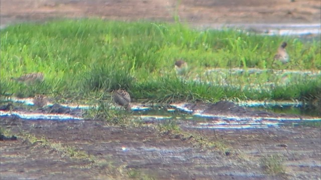 Stilt Sandpiper - ML639332330