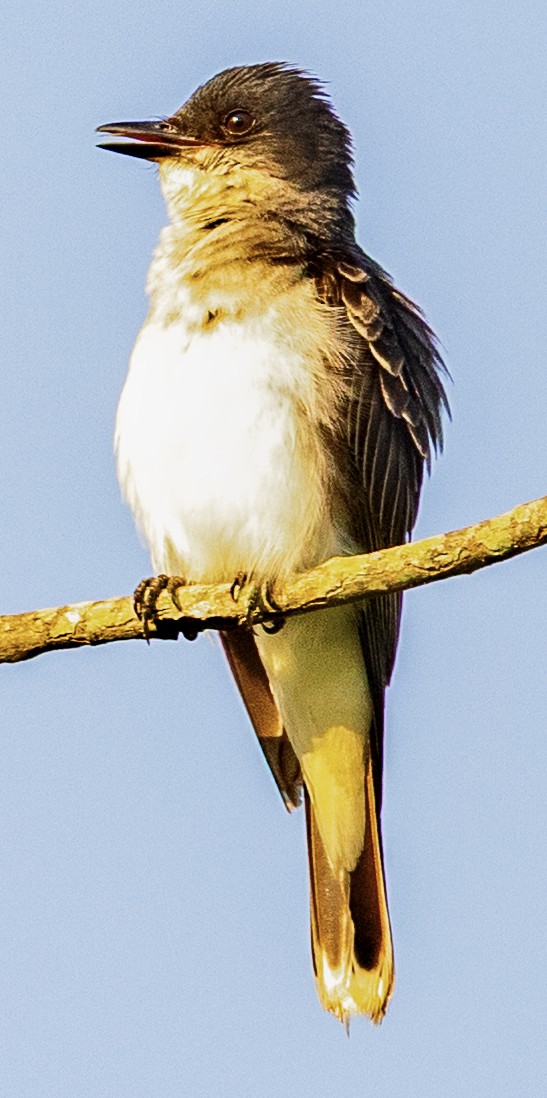 Eastern Kingbird - ML639332347