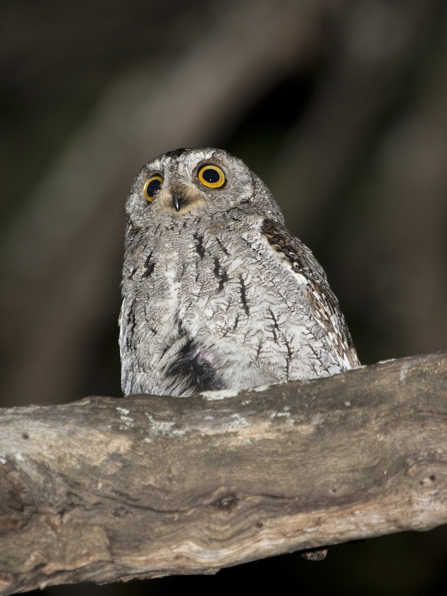 African Scops-Owl - ML639332352