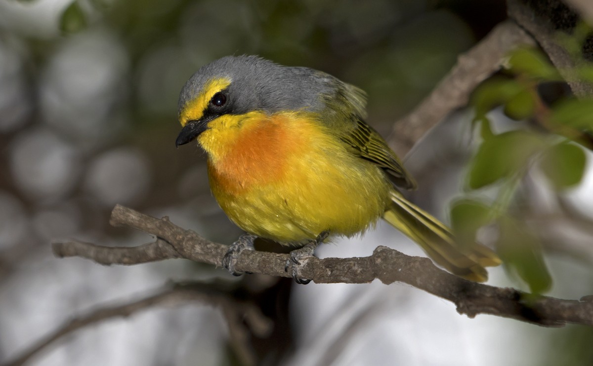 Sulphur-breasted Bushshrike - ML639332358