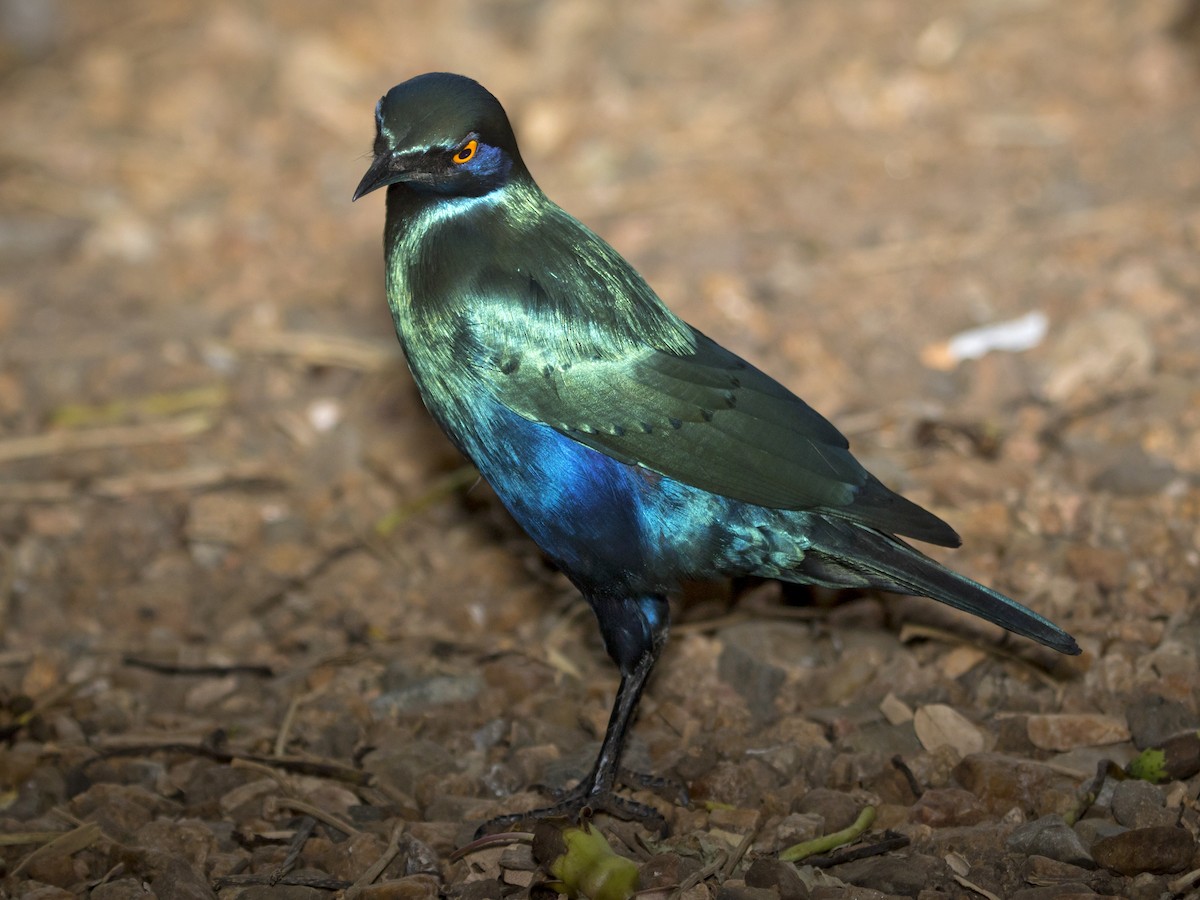 Greater Blue-eared Starling - ML639332361