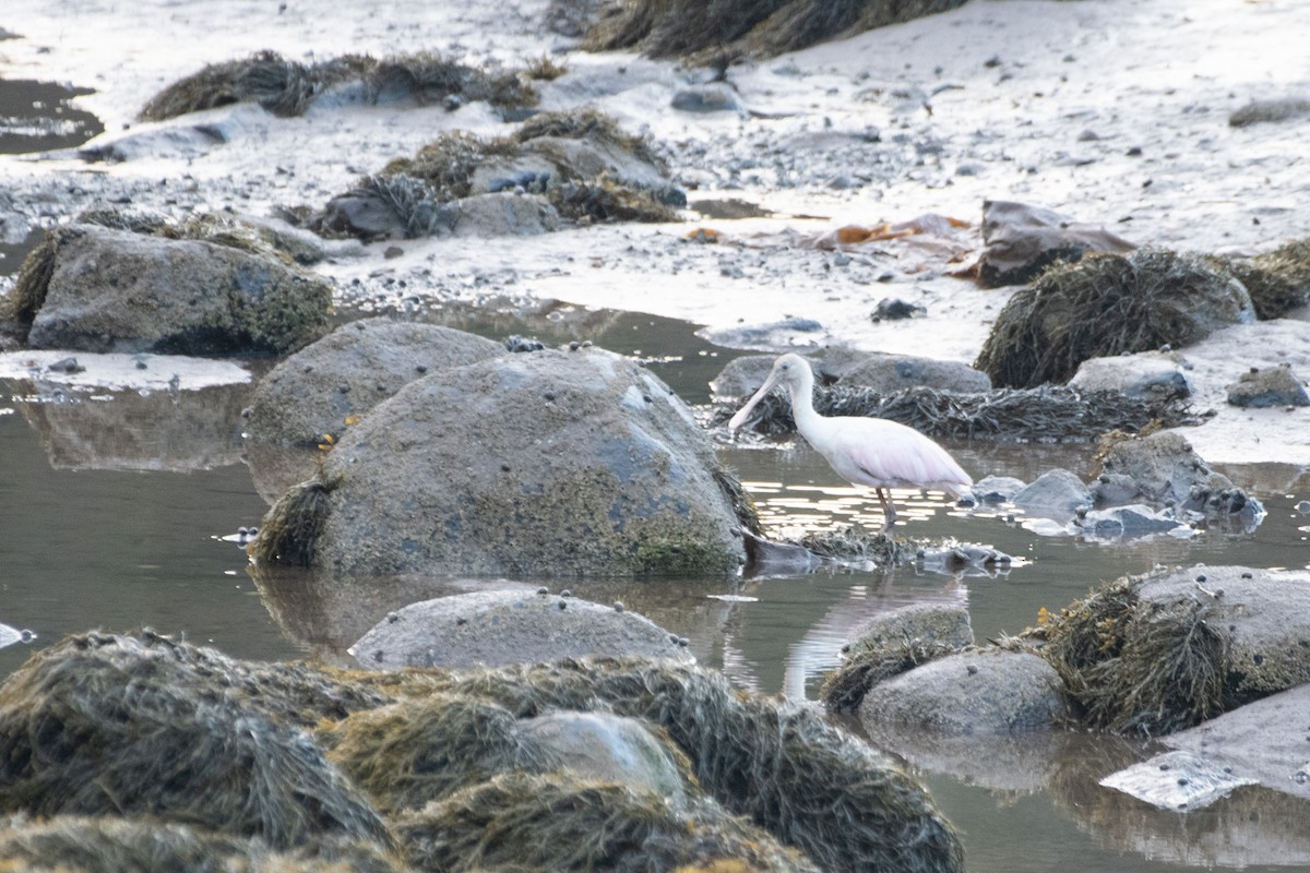 Roseate Spoonbill - ML639332362