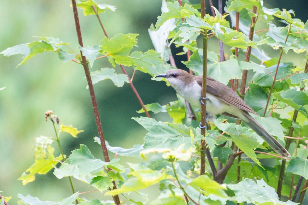 Black-billed Cuckoo - ML639332379