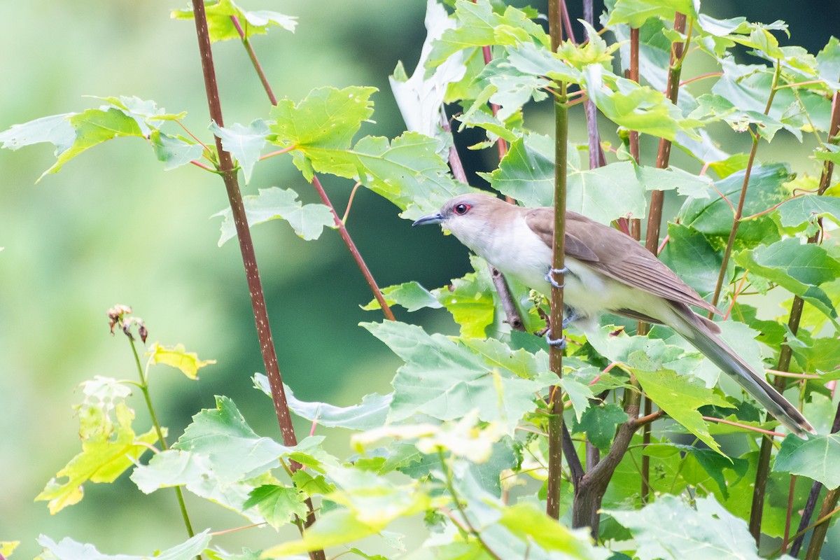Black-billed Cuckoo - ML639332380
