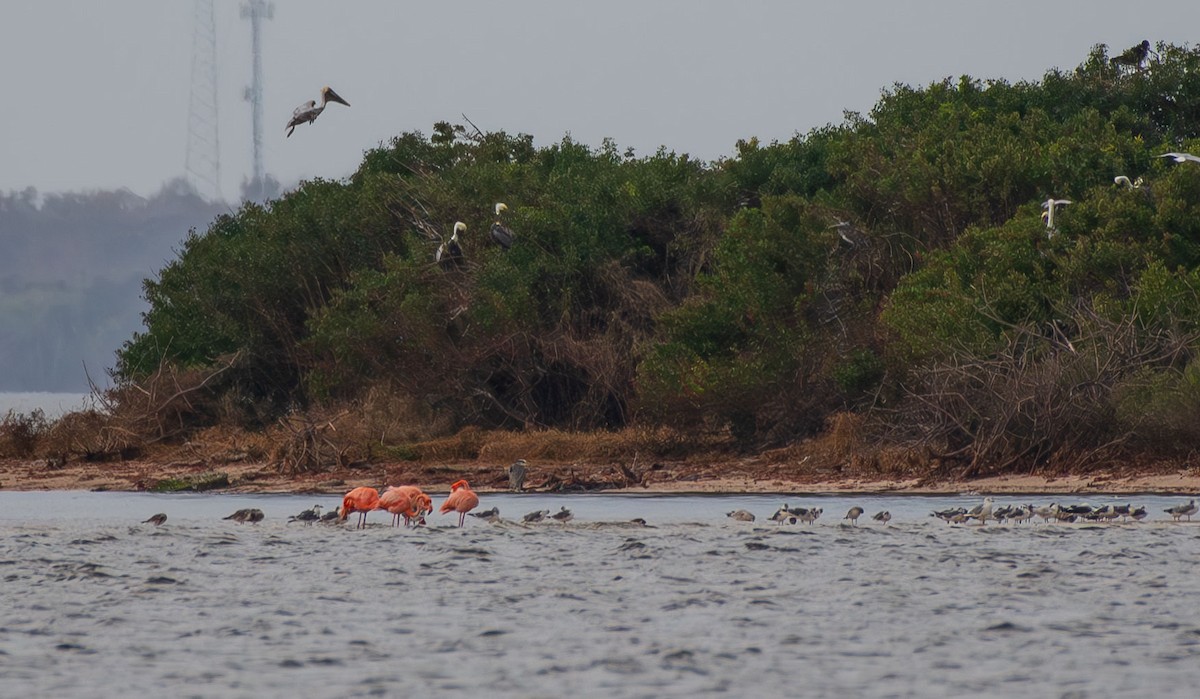 American Flamingo - ML639332387