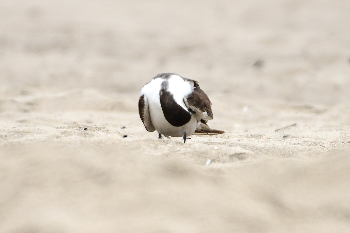 Sooty Tern - ML639332435