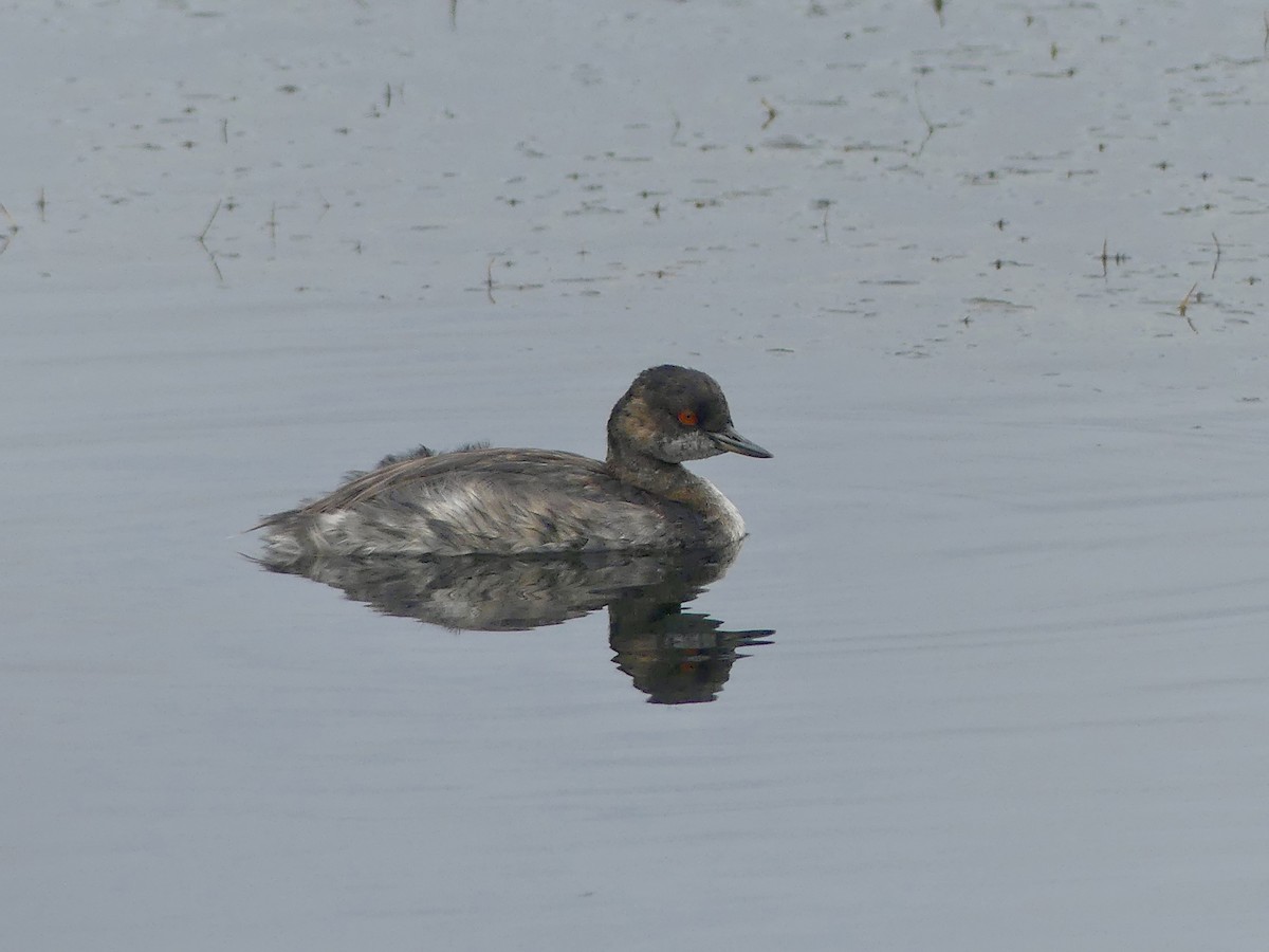 Eared Grebe - ML639332436