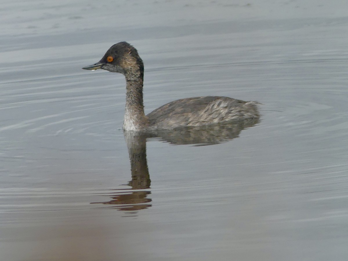 Eared Grebe - ML639332437