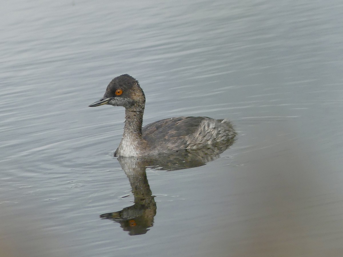 Eared Grebe - ML639332438