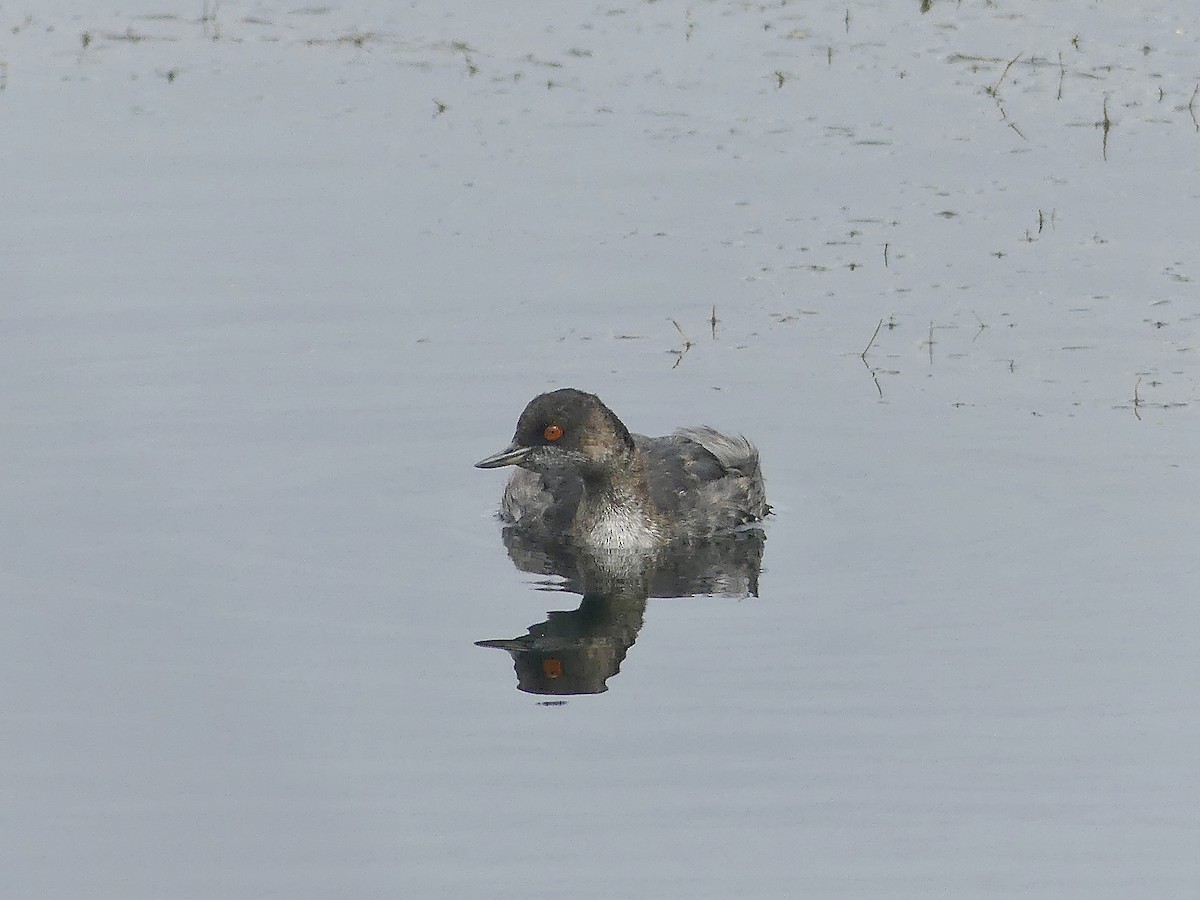 Eared Grebe - ML639332439