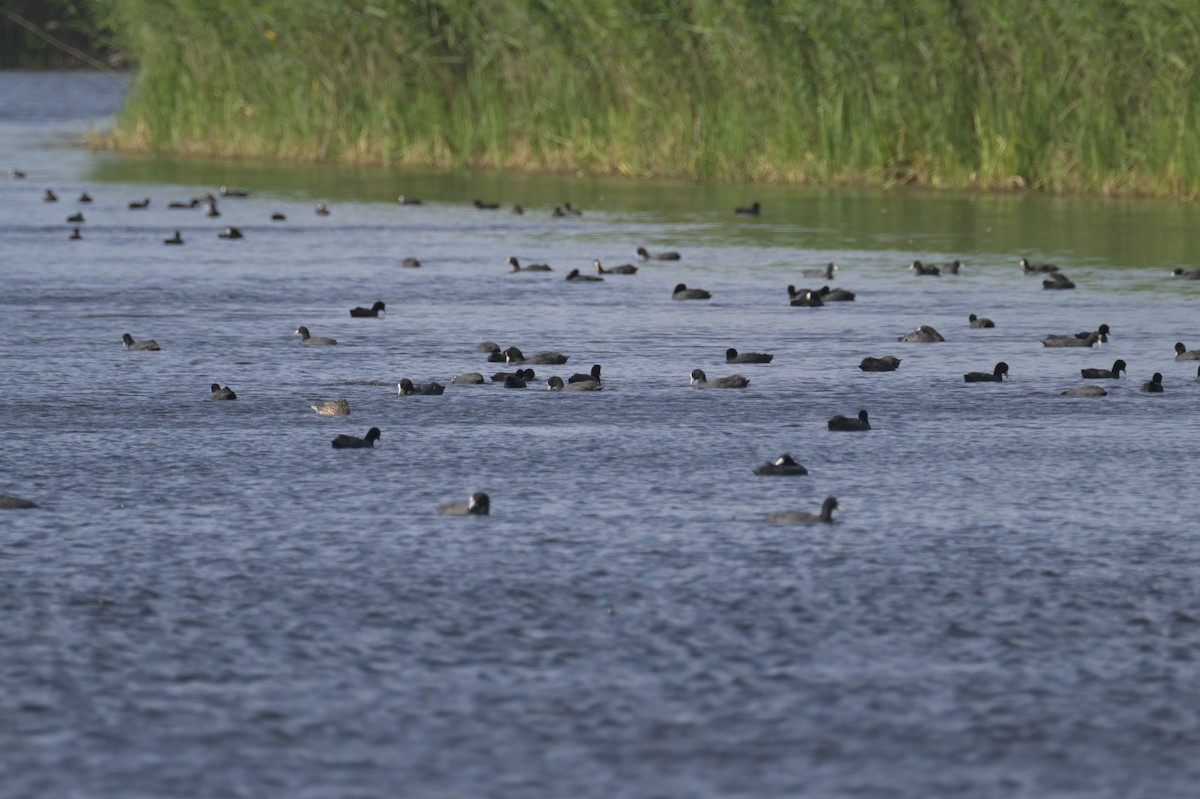 Eurasian Coot - ML639332502