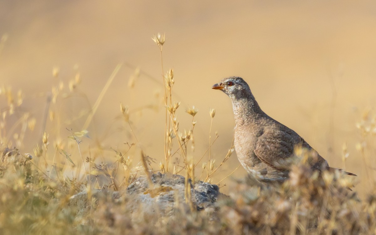 See-see Partridge - ML639332532