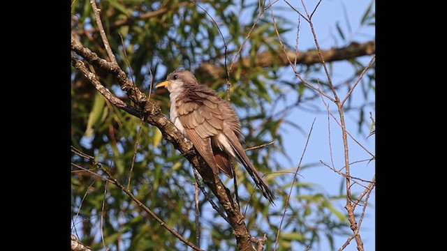 Yellow-billed Cuckoo - ML639332595