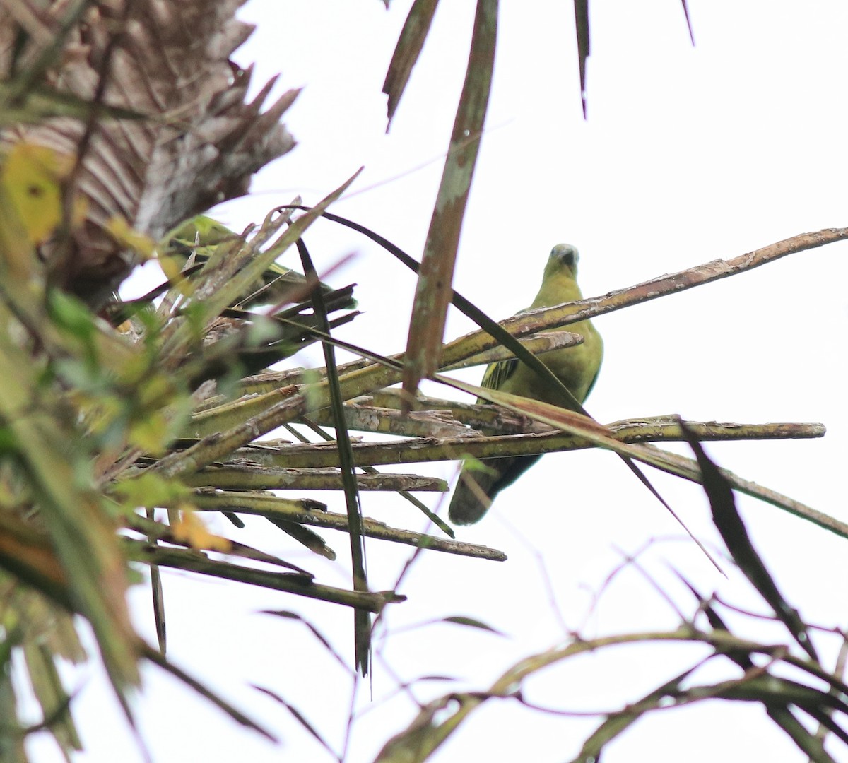 Gray-fronted Green-Pigeon - ML639332830