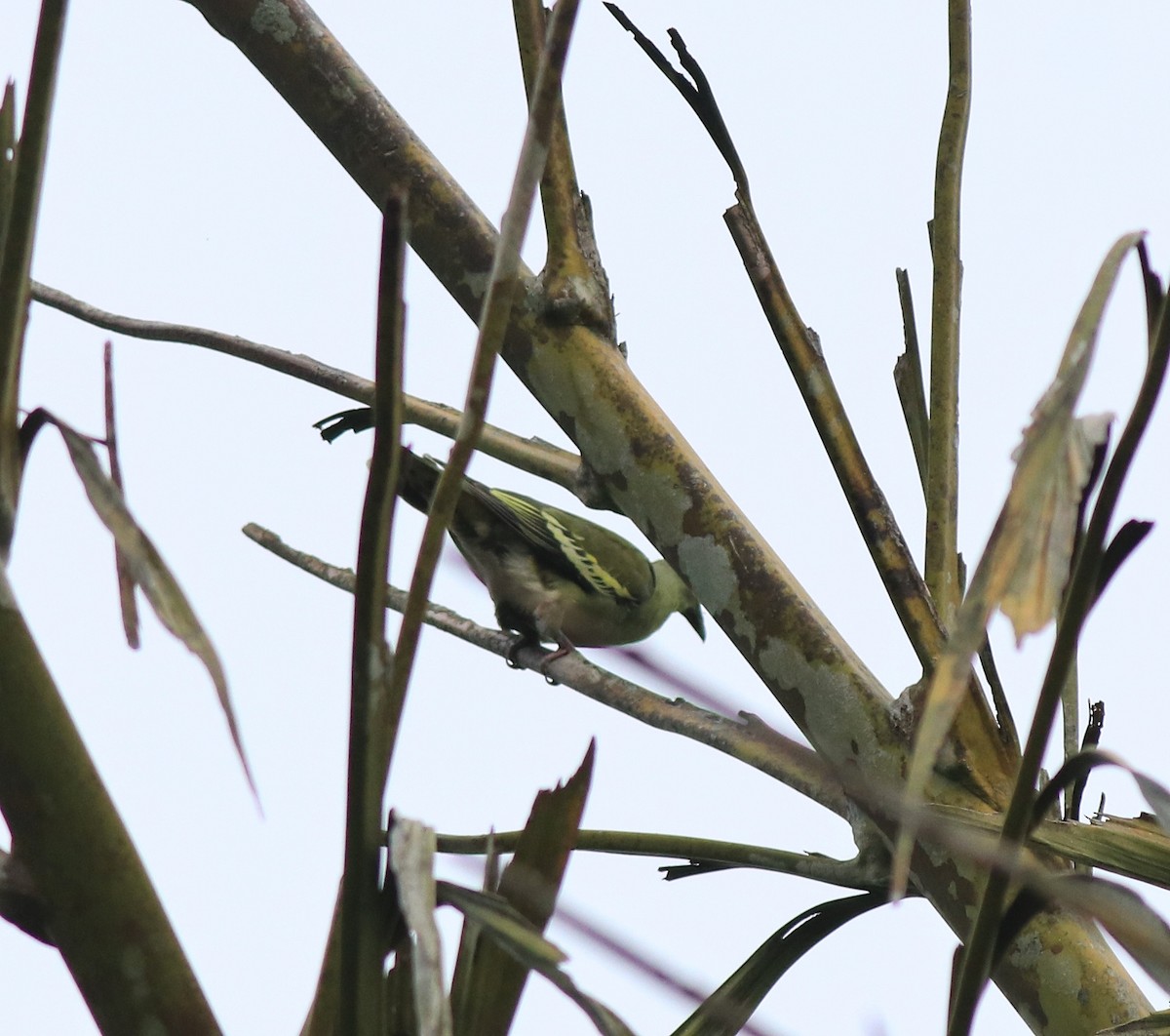 Gray-fronted Green-Pigeon - ML639332831
