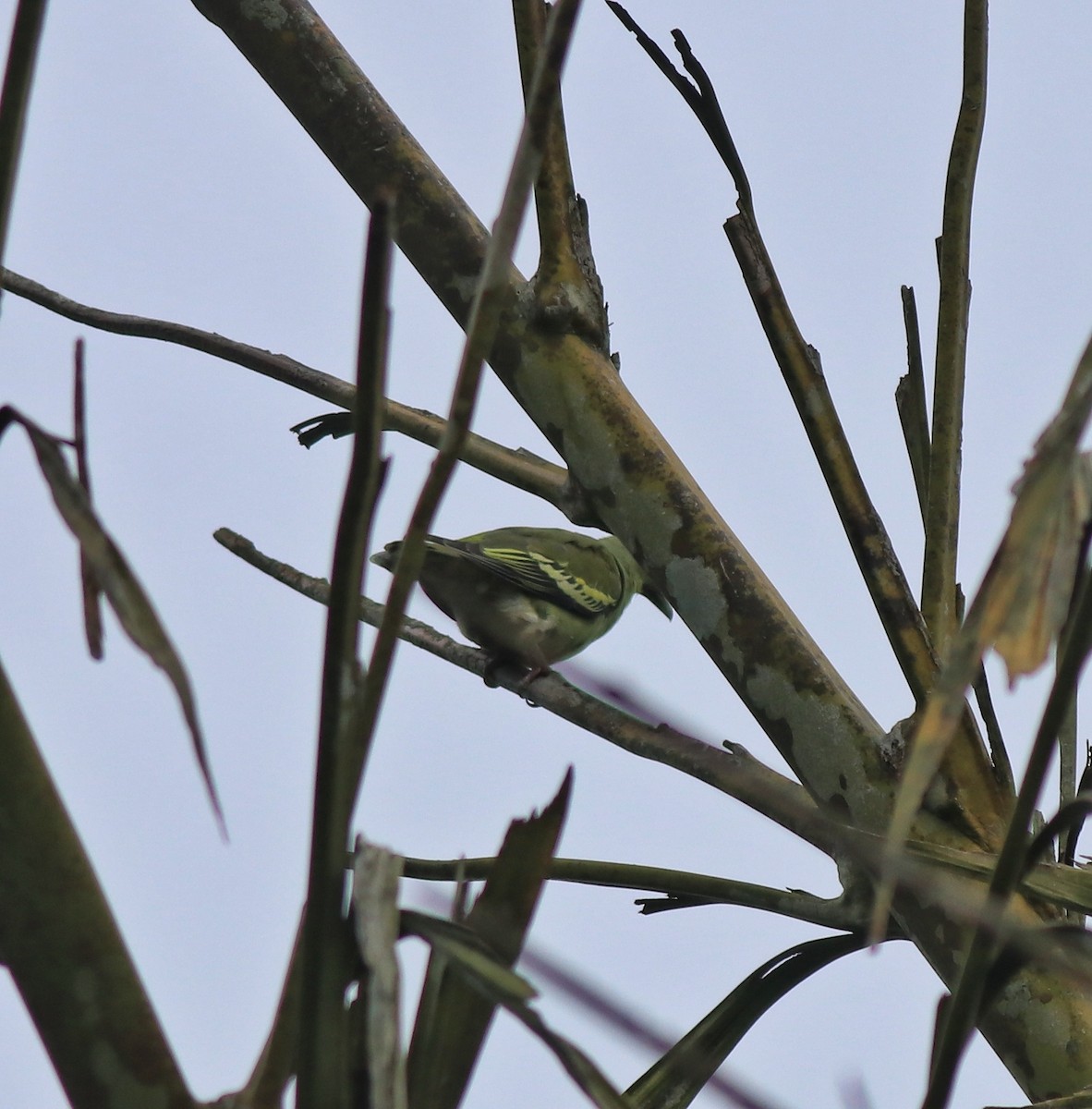 Gray-fronted Green-Pigeon - ML639332832