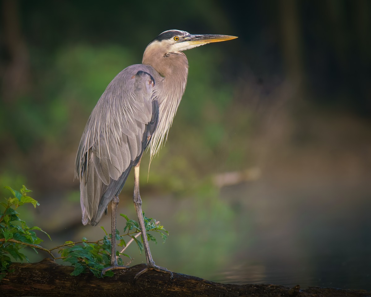 Great Blue Heron - ML639332848