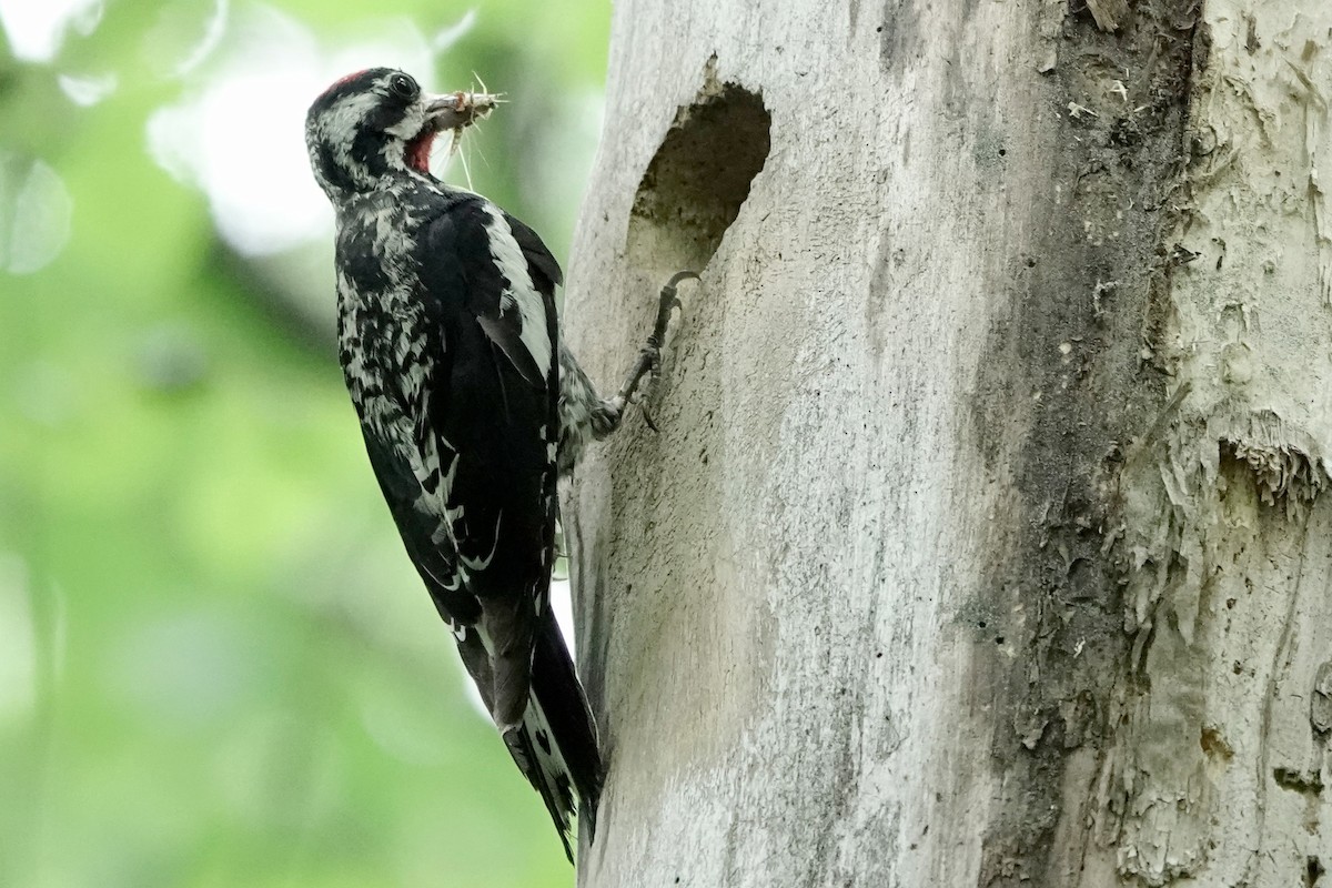 Yellow-bellied Sapsucker - ML639332883