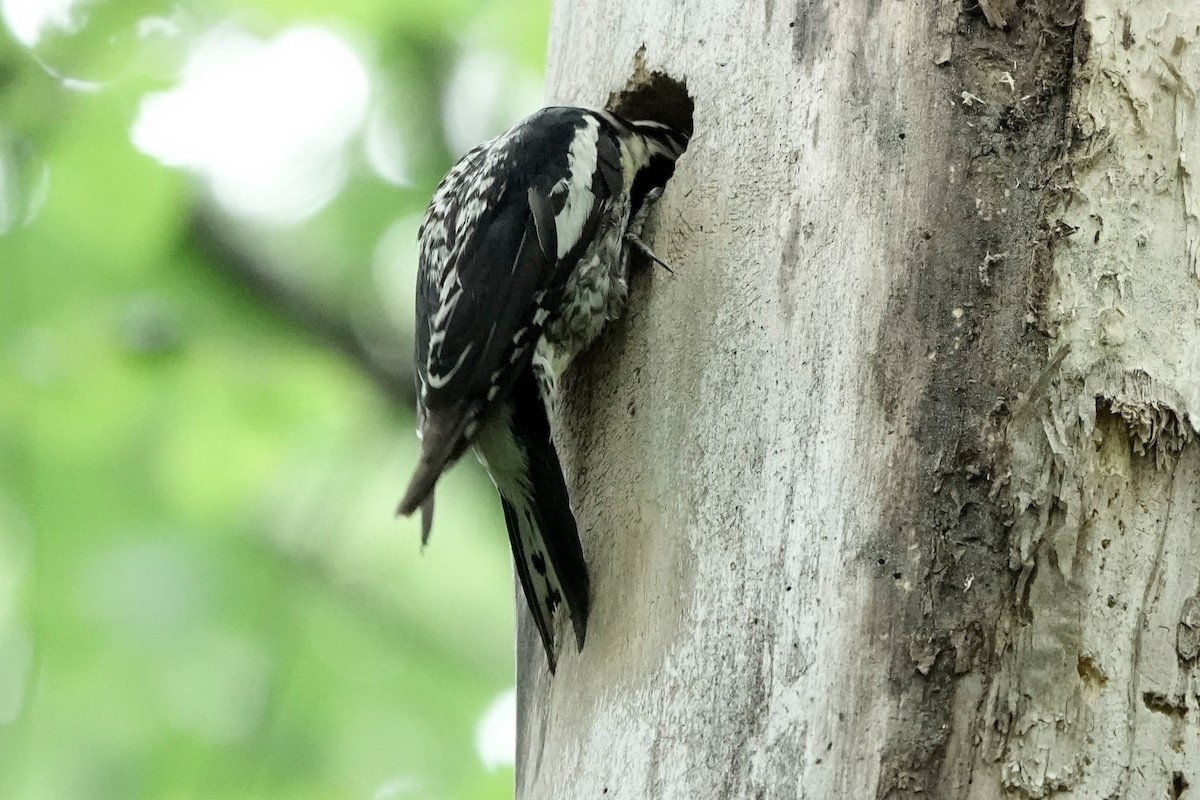 Yellow-bellied Sapsucker - ML639332920