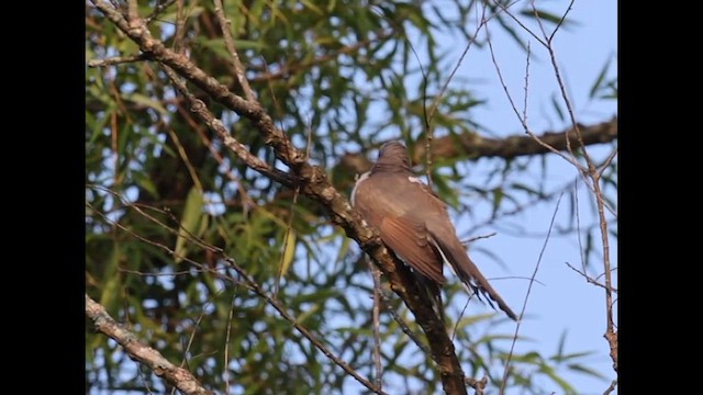 Yellow-billed Cuckoo - ML639332930