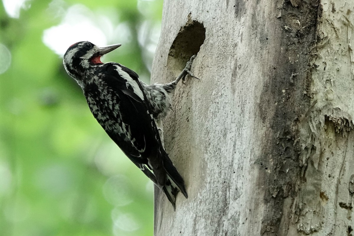 Yellow-bellied Sapsucker - ML639332938