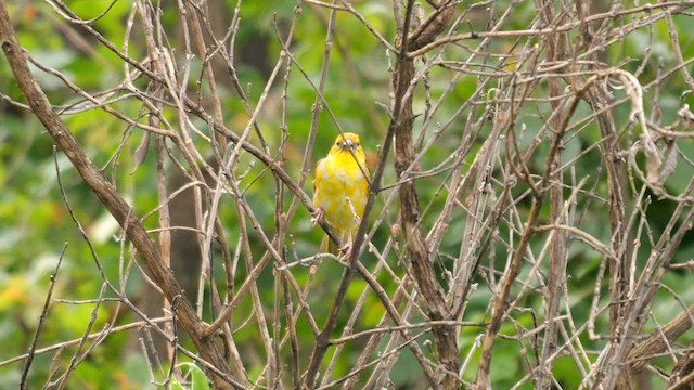 Village Weaver (Spot-backed) - ML639332942