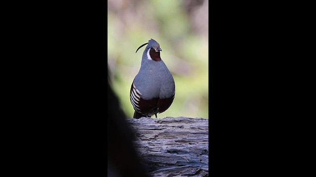 Mountain Quail - ML639332992