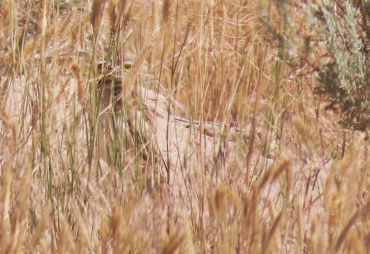 Burrowing Owl - ML639332997