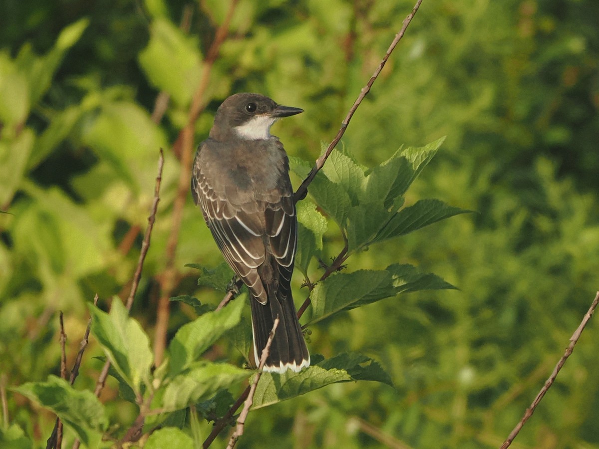 Eastern Kingbird - ML639333002