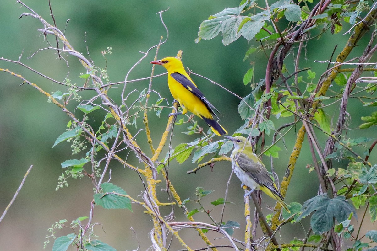 Eurasian Golden Oriole - ML639333012