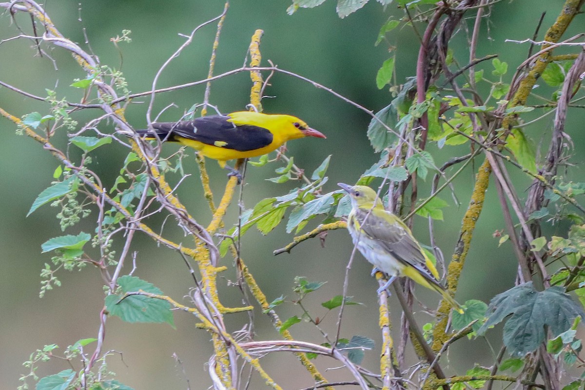 Eurasian Golden Oriole - ML639333030