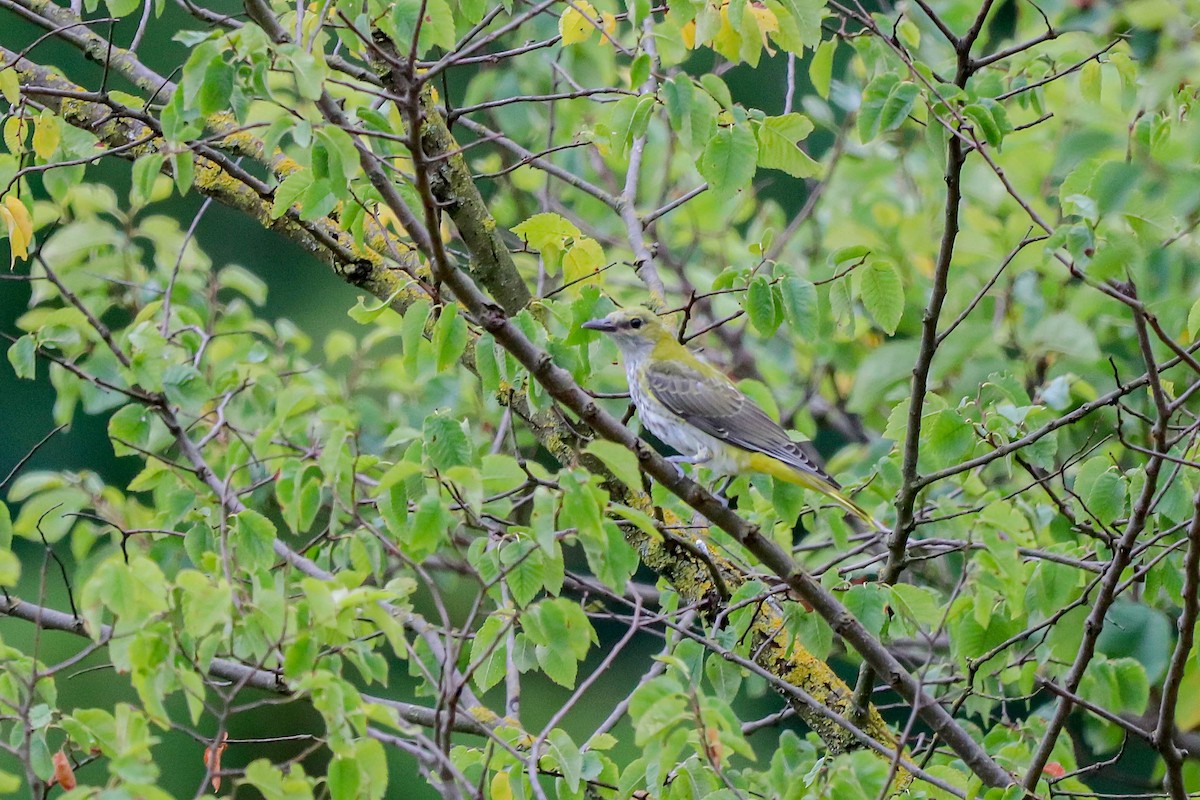 Eurasian Golden Oriole - ML639333032