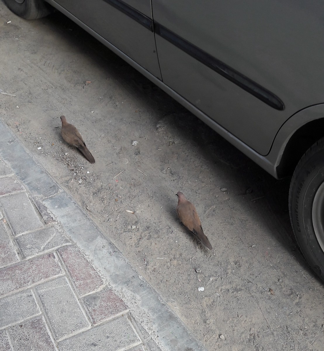 Laughing Dove - ML639333049