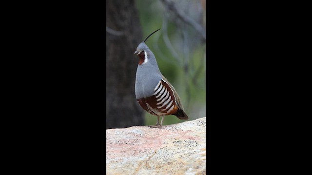 Mountain Quail - ML639333055