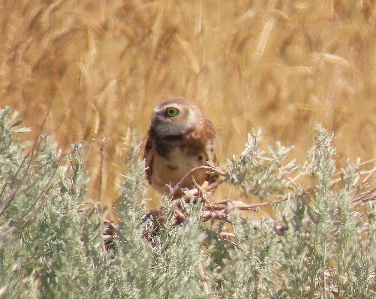 Burrowing Owl - ML639333072