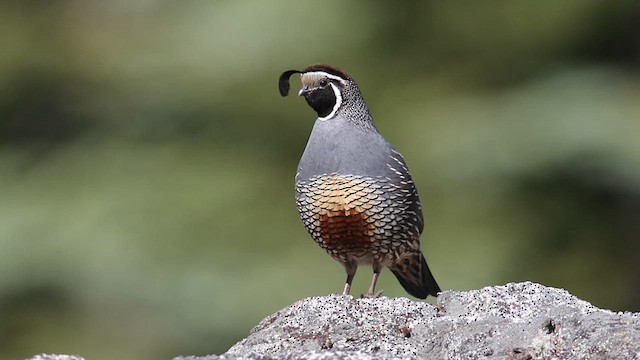 California Quail - ML639333073