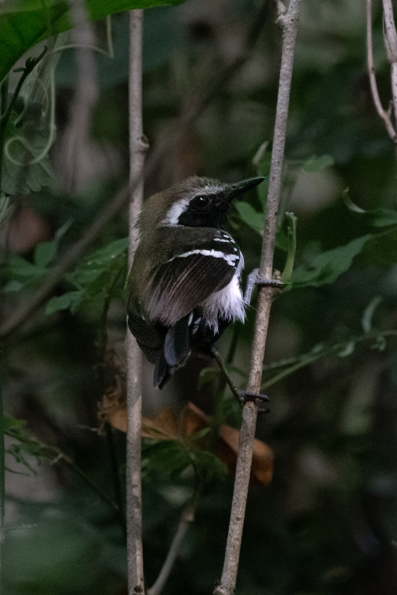 Northern White-fringed Antwren - ML639333075
