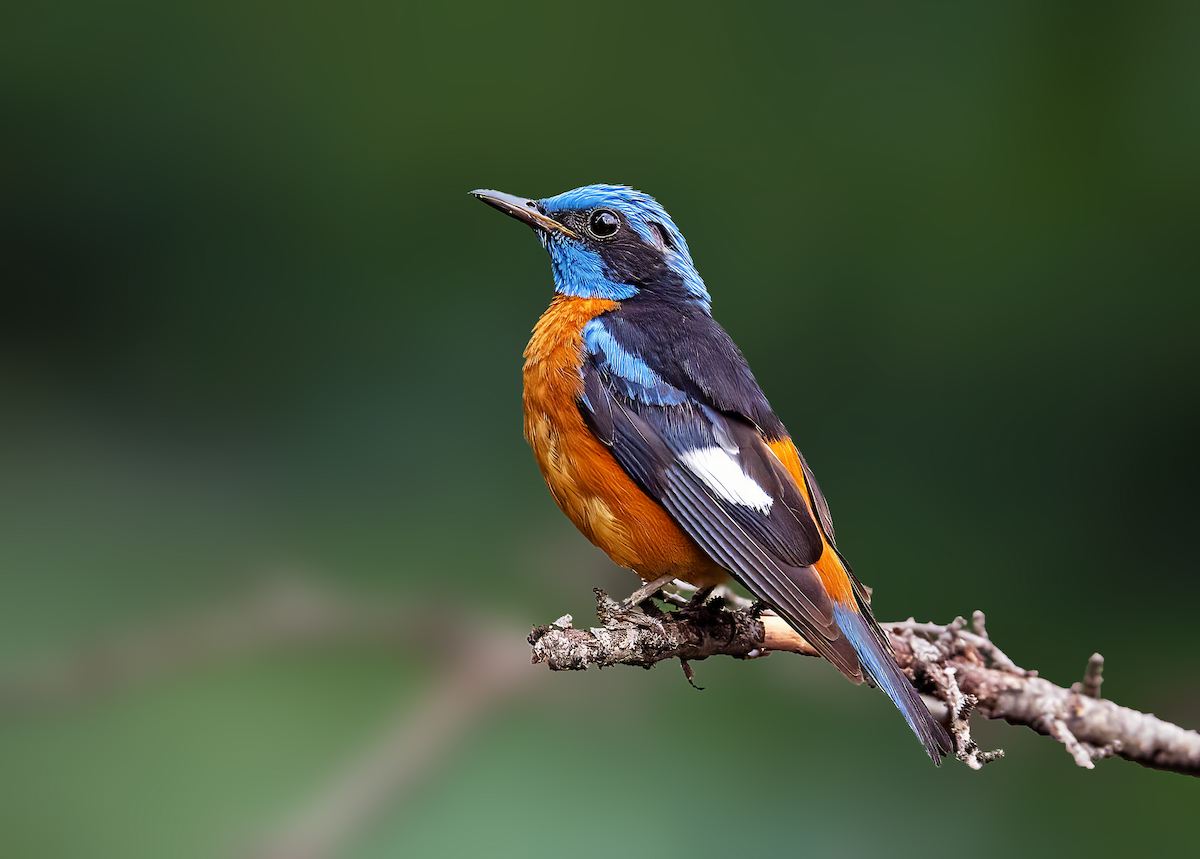 Blaukopfrötel - ML639333126