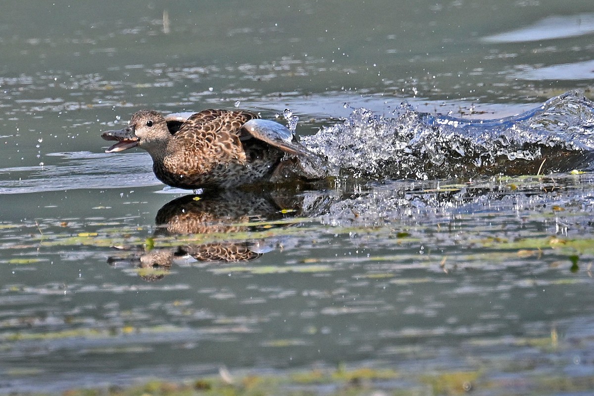 Blue-winged Teal - ML639333128