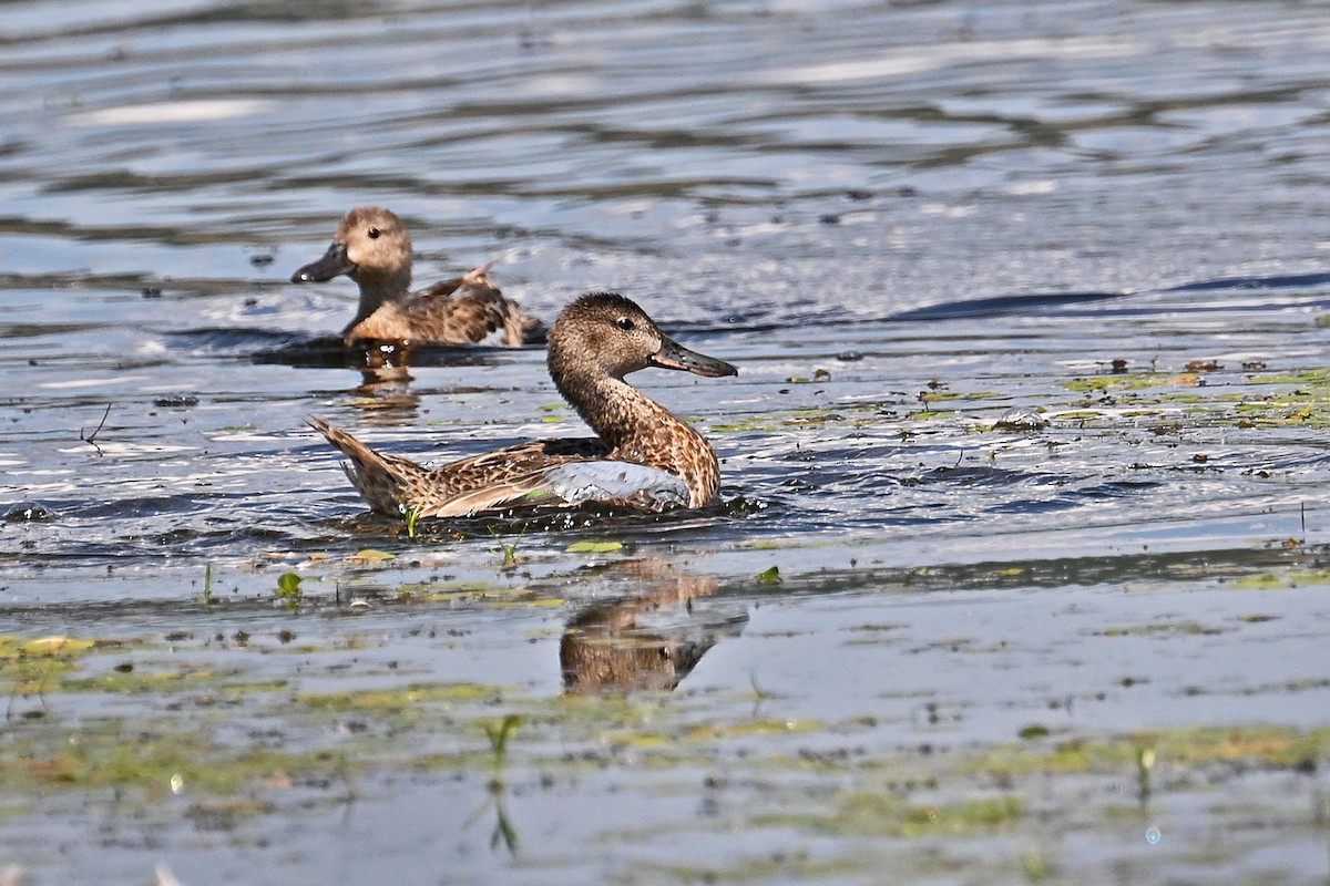 Blue-winged Teal - ML639333129