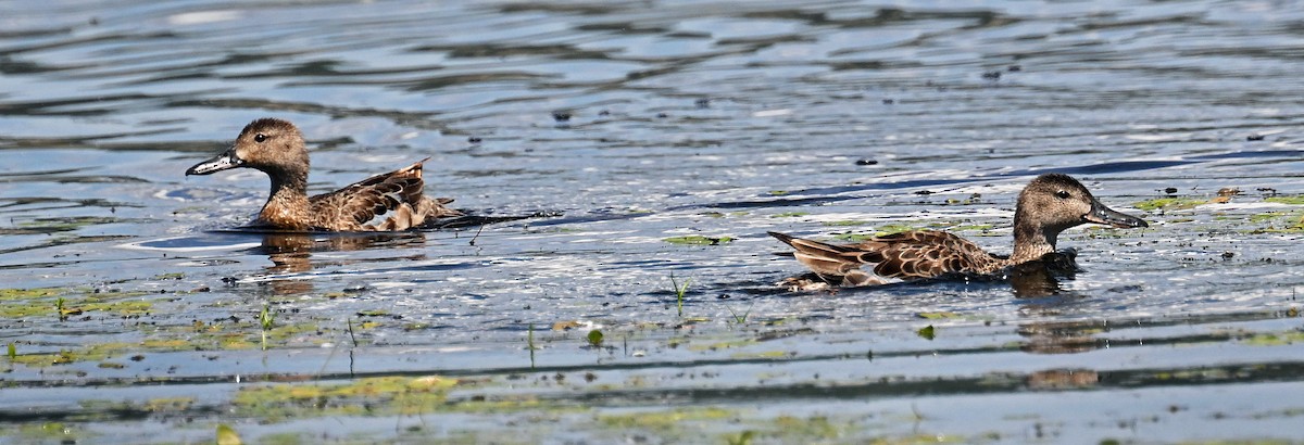 Blue-winged Teal - ML639333130