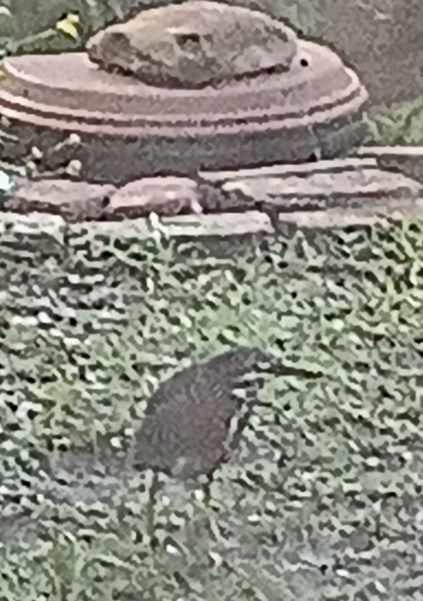 Green Heron - ML639333328