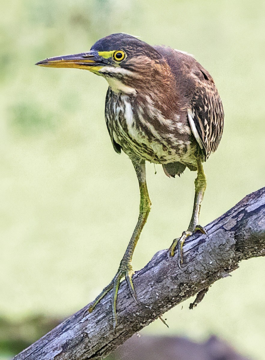 Green Heron - ML639333348