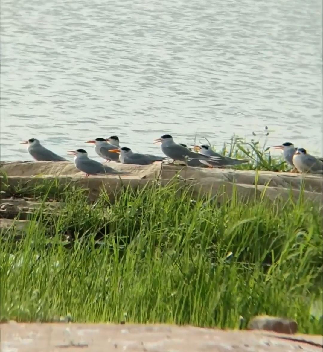 Black-bellied Tern - ML639333362