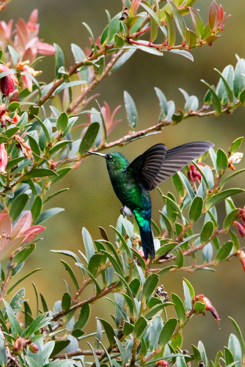 Glowing Puffleg - ML639333392
