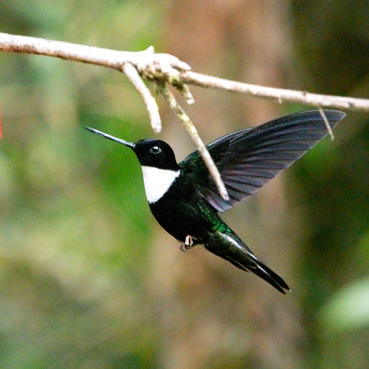 Collared Inca - ML639333403