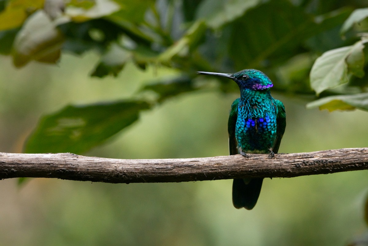 Sparkling Violetear - ML639333430