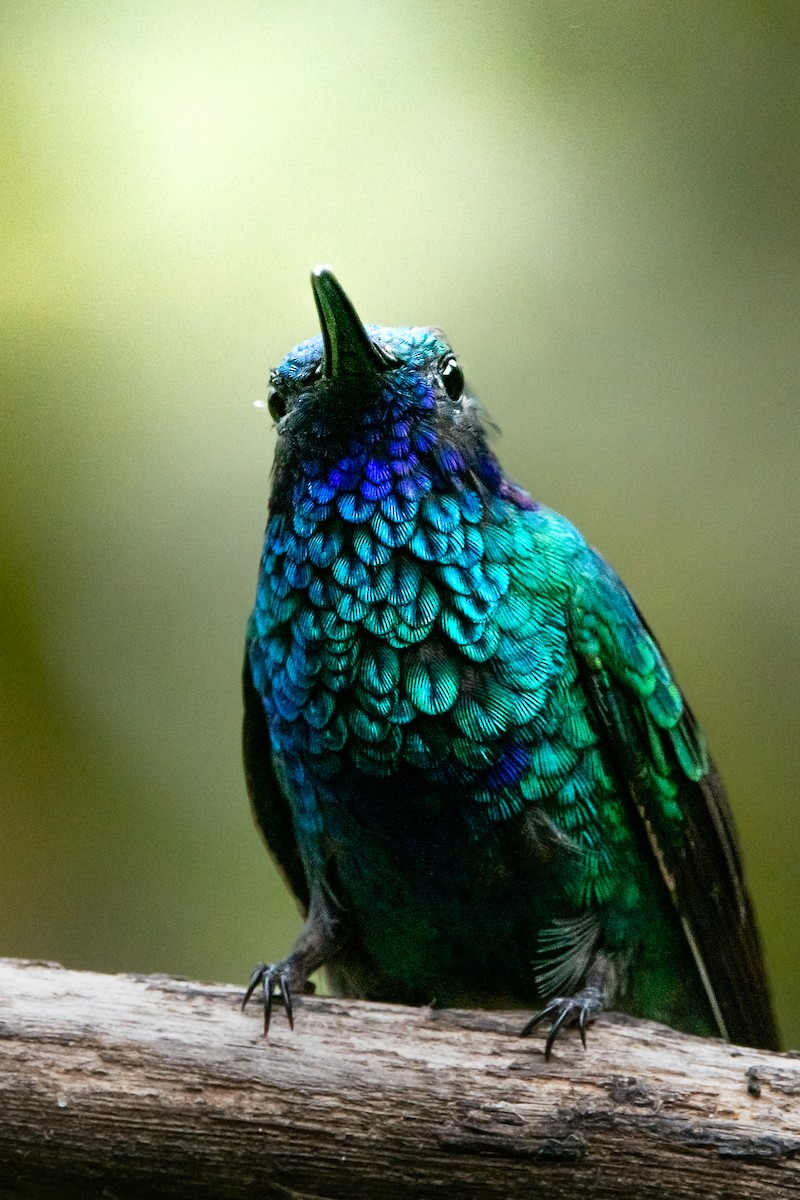 Sparkling Violetear - ML639333431